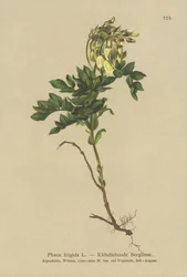 Astragale alpine (Phaca frigida)
